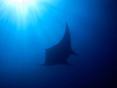 b2ap3_thumbnail_Thailand-dive-in-Koh-Tao-completed-Open-Water-Course-7.jpg